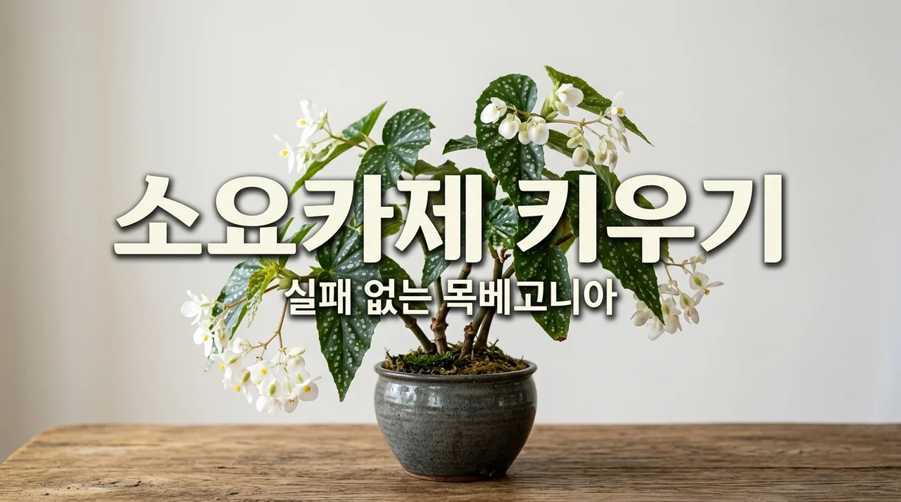 베고니아 소요카제 키우기, 1년 만에 깨달은 풍성한 목베고니아 관리법