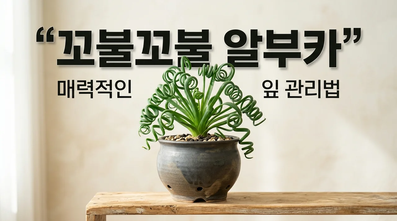 알부카 스피랄리스 키우기 꼬불꼬불한 잎 유지하는 노하우 3가지
