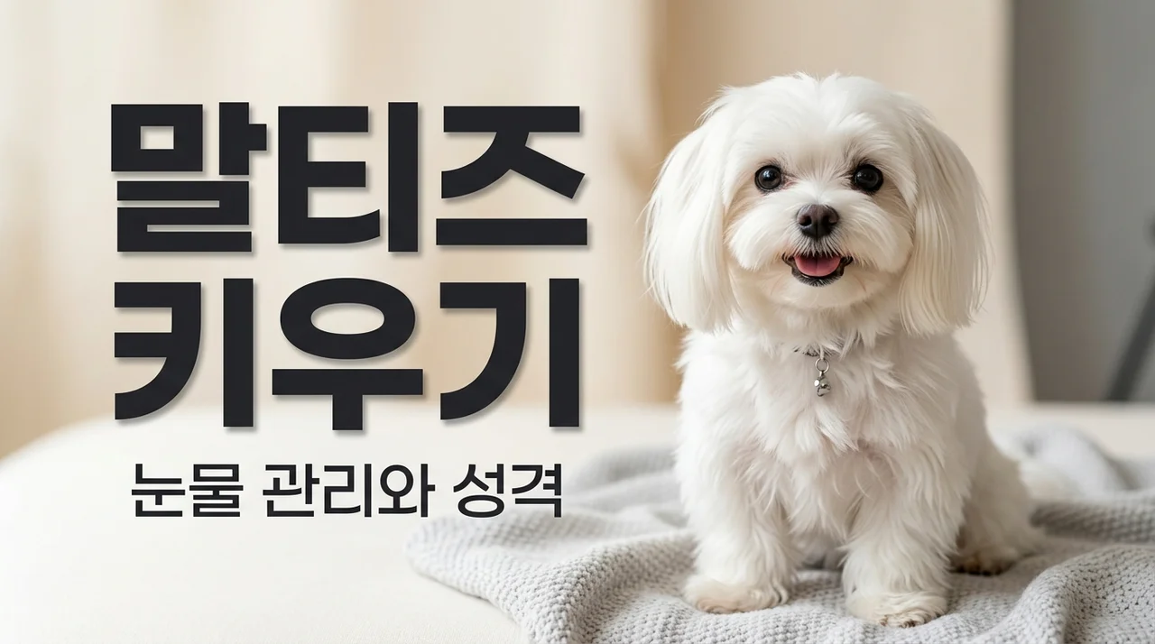 말티즈 성격과 눈물 관리 노하우 및 키울 때 주의사항 5가지