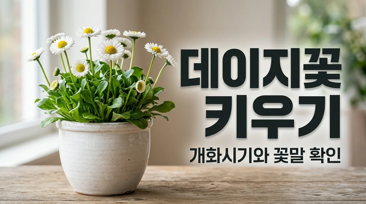 데이지꽃 개화시기와 꽃말 종류별 키우기 직접 경험한 꿀팁