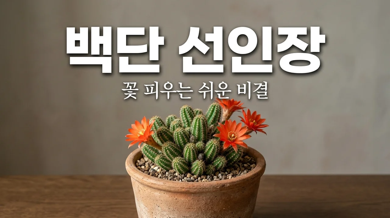백단 선인장 키우기 손가락 모양 매력과 꽃 피우는 3가지 비결