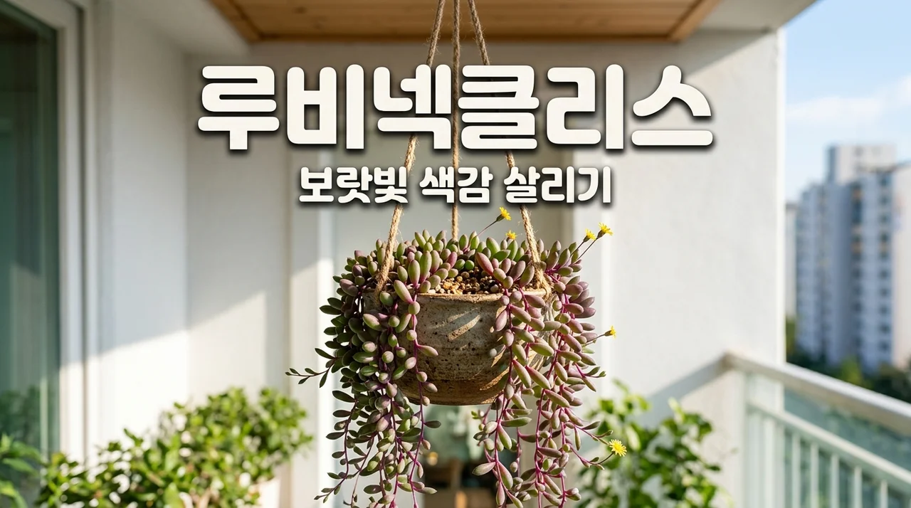 루비넥클리스 키우기 물주기와 보랏빛 색감 살리는 실전 노하우