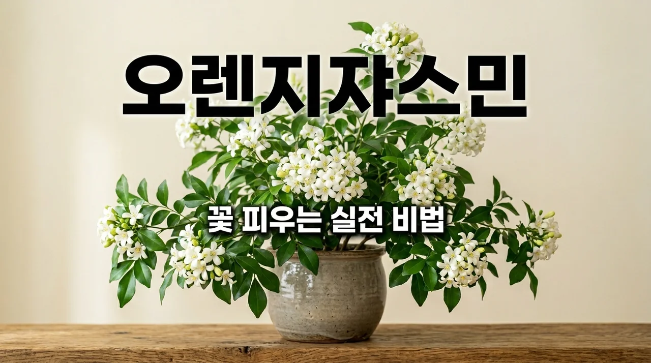 오렌지쟈스민키우기 꽃 향기 가득하게 피우는 물주기와 가지치기 노하우