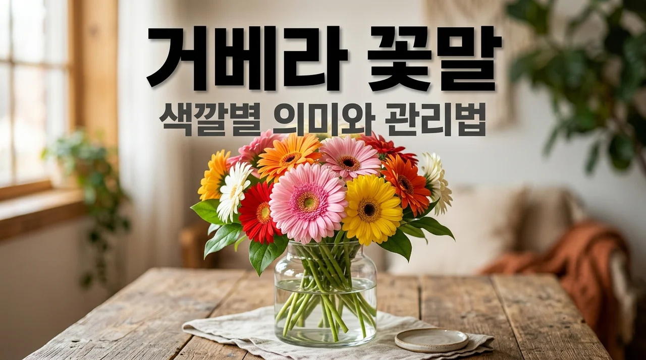 거베라 꽃말 색깔별 의미와 시들지 않게 키우는 관리 팁 5가지