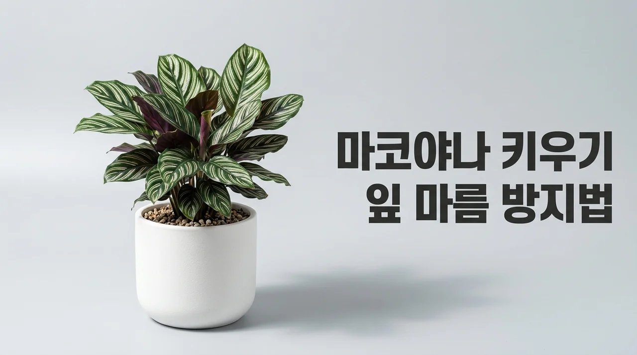 칼라데아 마코야나 키우기 잎 마름 방지하는 3가지 핵심 비결