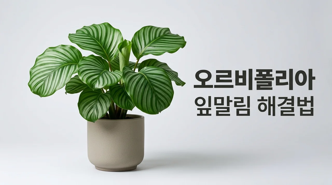 오르비폴리아 키우기 잎말림 잎끝마름 방지하는 3가지 비결