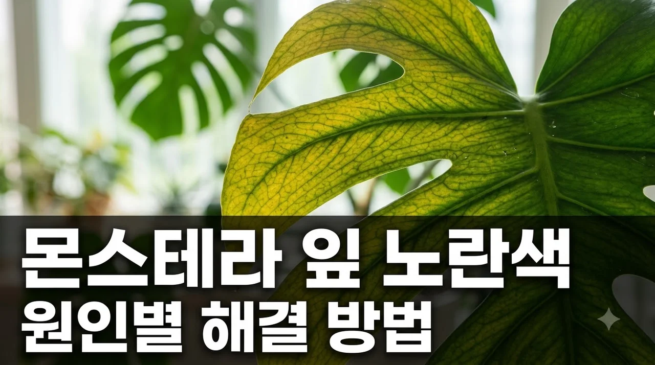 몬스테라 잎이 노랗게 변하는 이유, 원인 진단과 올바른 관리법