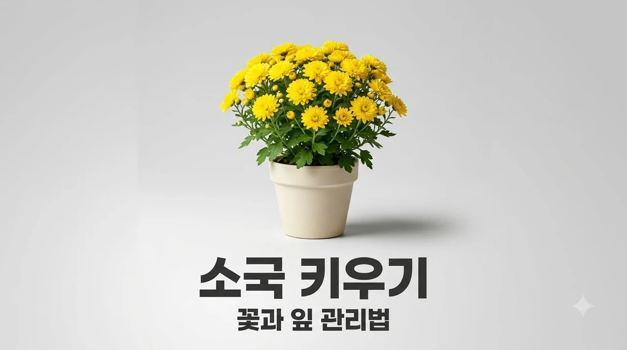 소국 키우기, 잎 마름과 꽃 관리 및 월동 시 확인해야 할 점