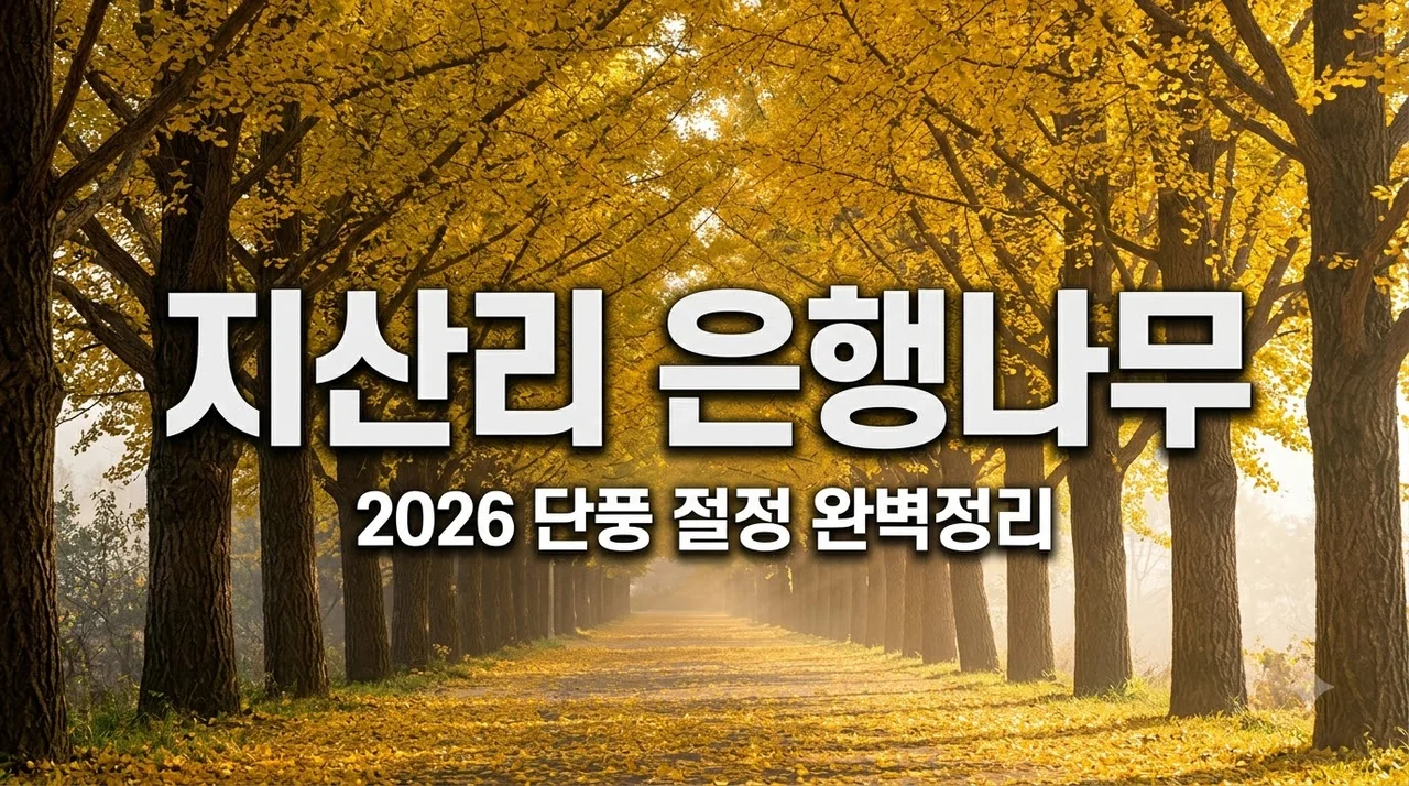 청주 지산리 은행나무길 2026 단풍 절정 시기 및 주차 명당 완벽정리